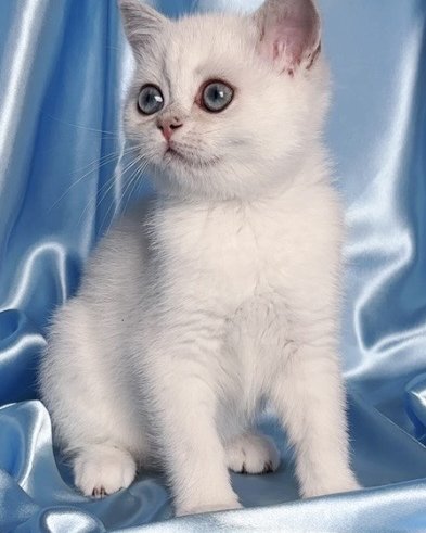 Xavier