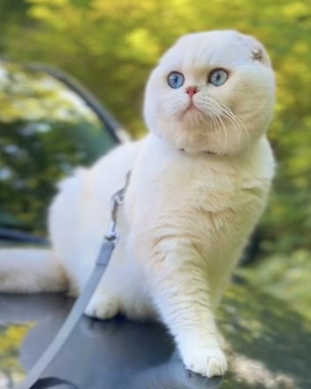 Amore Meow