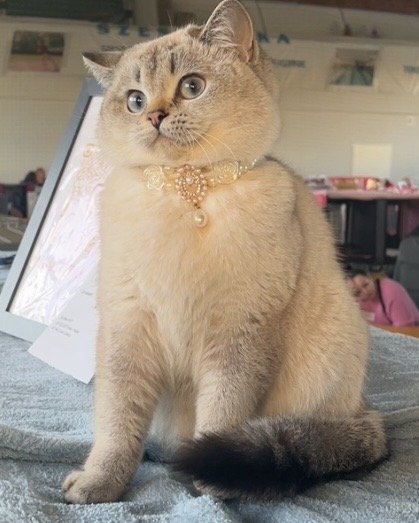 Uma