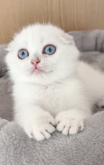 Yves